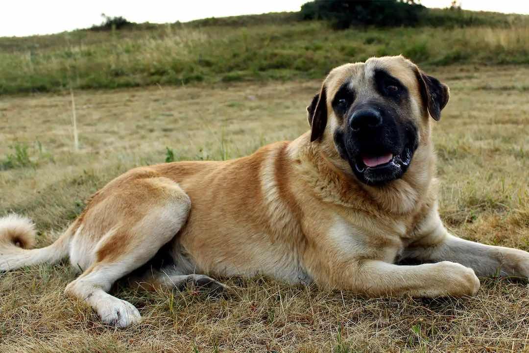 Kangal, originario de Turquía