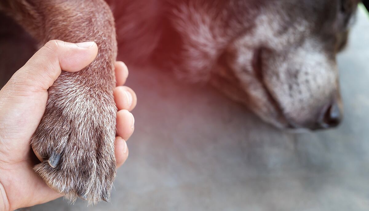 En caso de presentar síntomas, llevarlos al veterinario en forma urgente