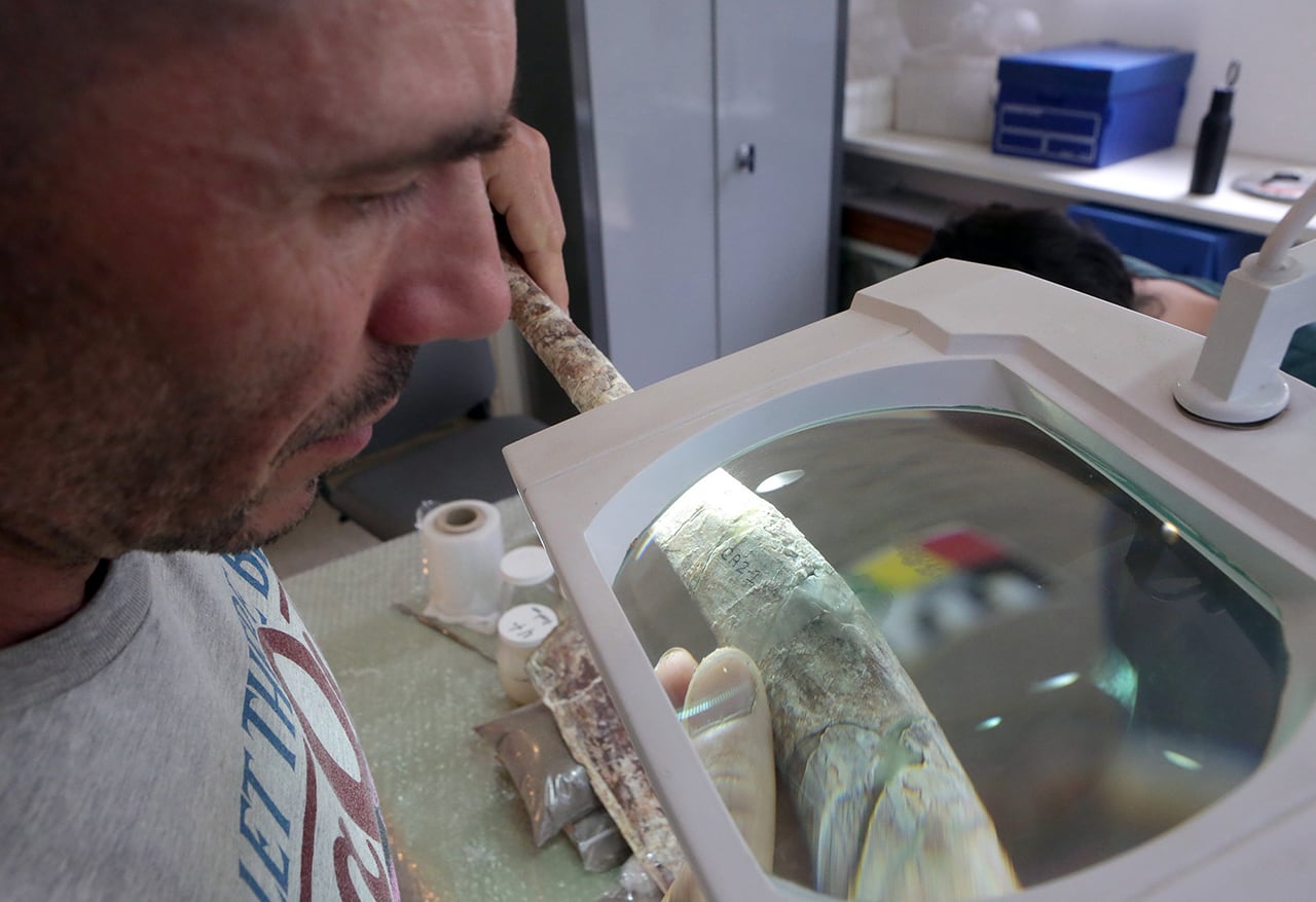 Restauración de huesos fósiles de un ejemplar de Aerosteon riocoloradensis en el museo Cornelio Moyano. Es el único dinosaurio carnívoro hallado en la provincia. Foto: Los Andes