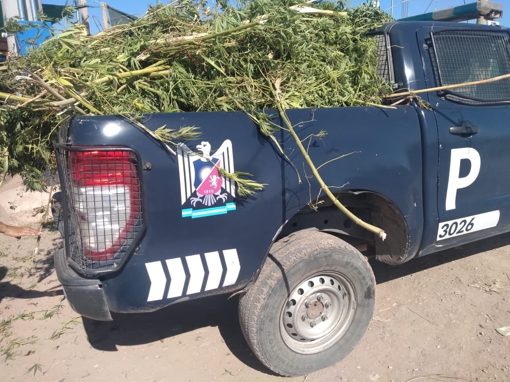 Los números arrojaron el secuestro de 112 plantas de cannabis sativa, totalizando a fin de mes unos 183 kilos de esa droga, sumando algunas hojas ya secas.