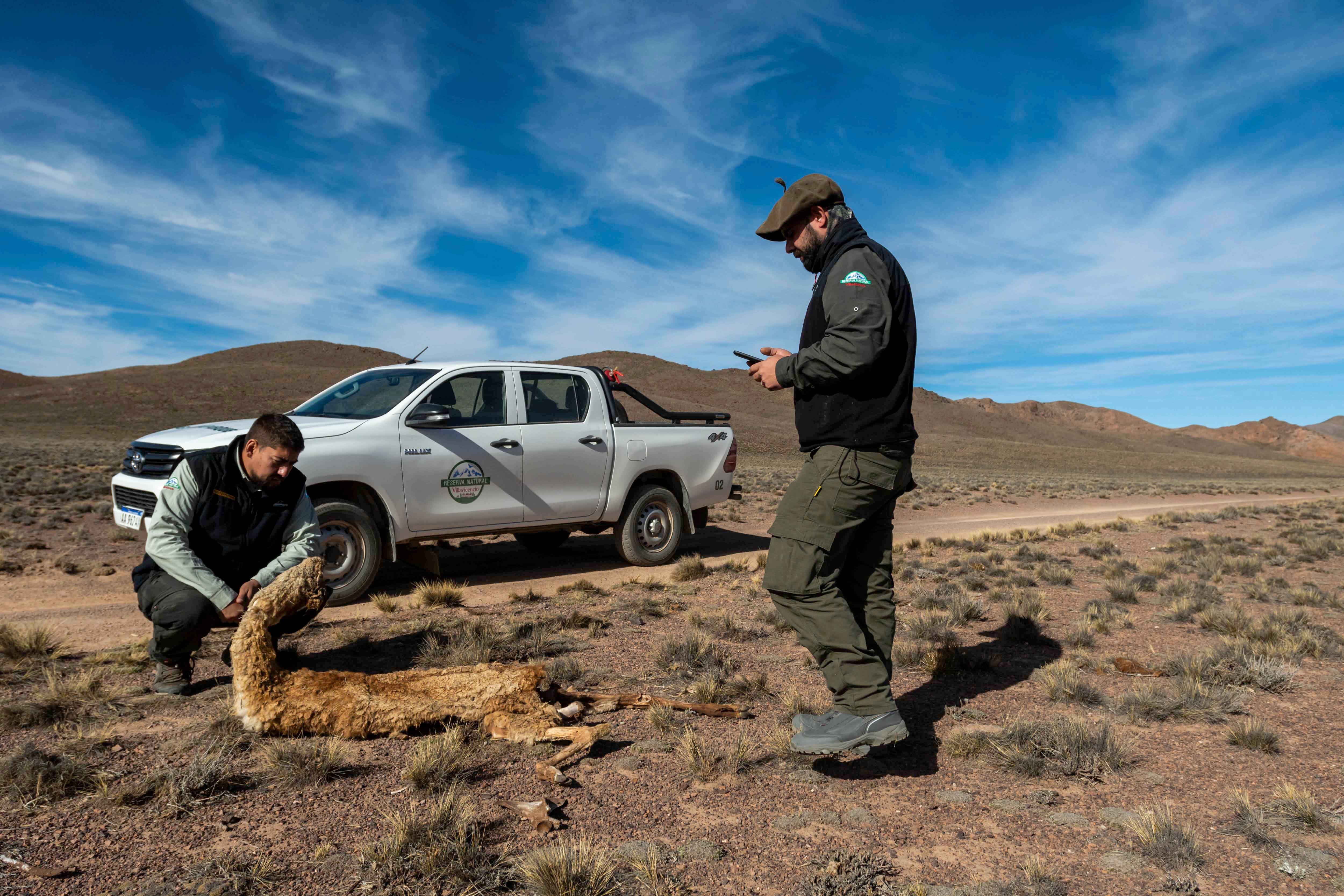 Mendoza 10 de junio de 2020 Sociedad, Reserva Natural Villavicencio
El cuerpo de Guardaparques de la Reserva Natural Villavicencio realiza un atrabajo de conservacion y prevencion de la caceria ilegal. Gracias a este trabajo se comenzo a recuperar la poblacion de las destintas especies que habitan la montana mendocina.    
Los guardaparques Martin Perez y Emilio Correa un guanaco muerto que fue victima de los cazadores furtivos 
 
Foto: Ignacio Blanco / Los Andes
guanaco montana