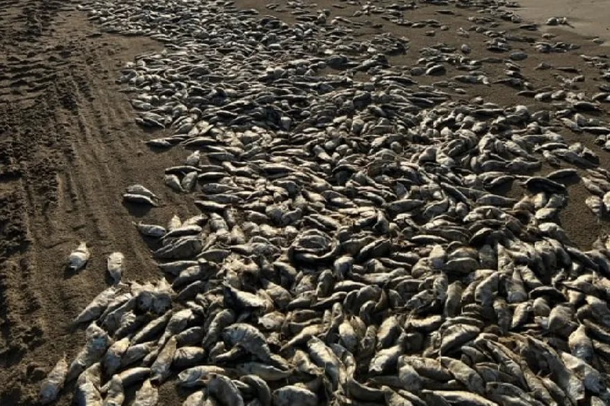 La escena causó impactó fuertemente en los turistas que se encontraron con el trágico episodio. Foto: Quintana Beach County Park