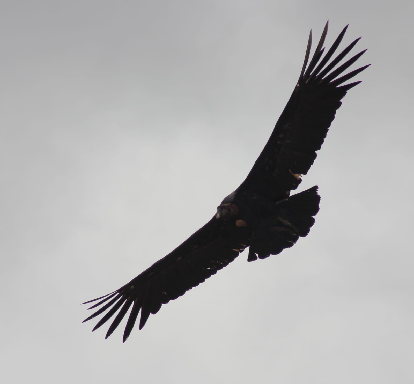 Majestuoso: fotos y videos de más de 100 cóndores juntos en Tupungato volando a baja altura. Foto: Gentileza Eduardo Furlán (SOS Acción Salvaje)