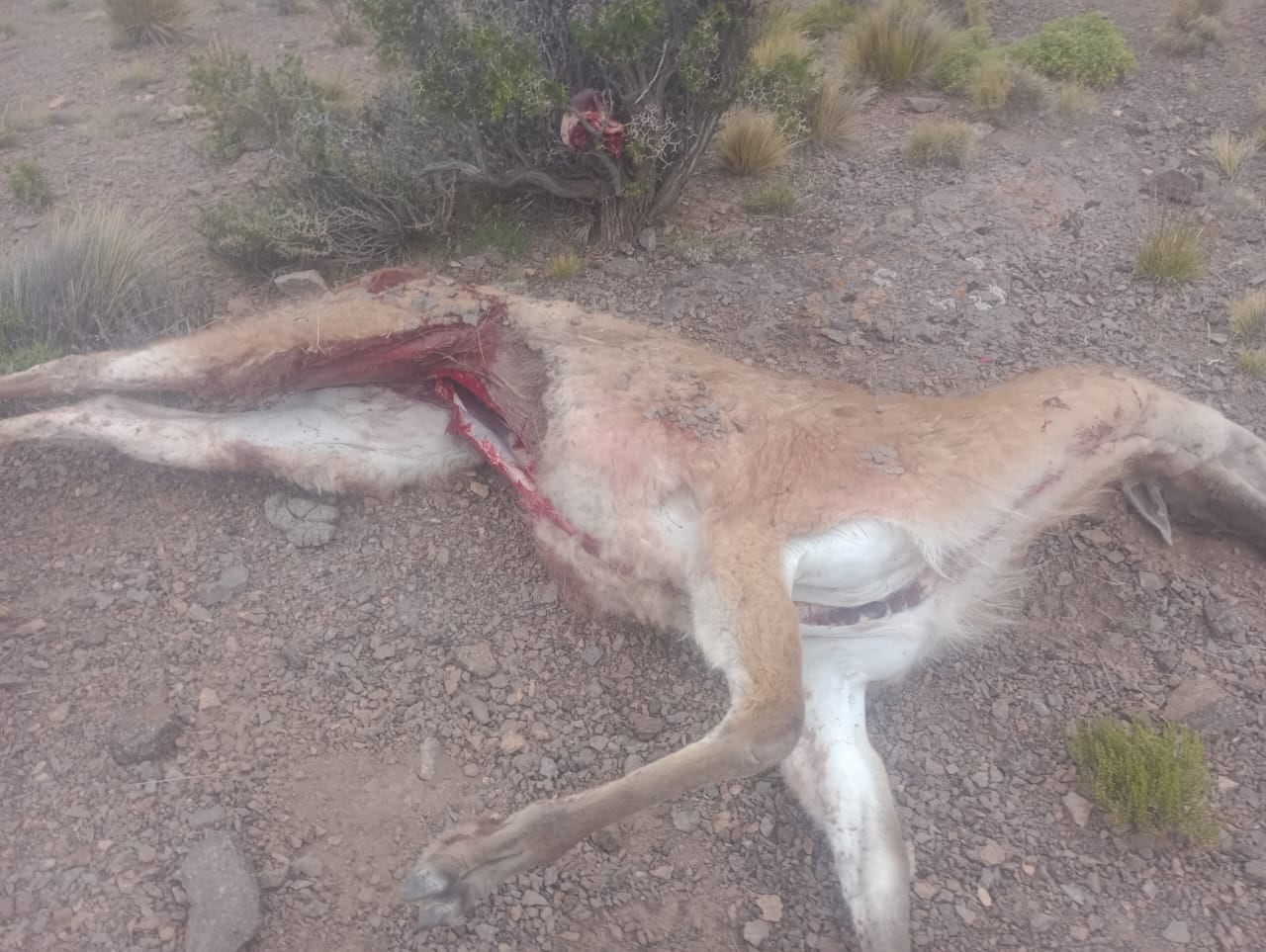 Guardaparques de Villavicencio detienen caza furtiva de guanacos en la reserva natural privada. Foto: Prensa Gob. de Mendoza