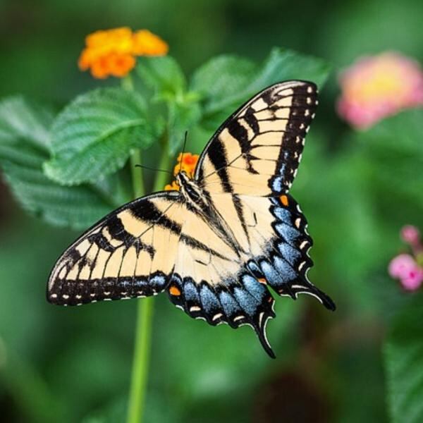 Esto significa soñar con mariposas