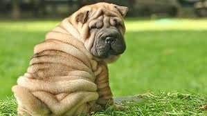 Shar Pei, raza de perro.