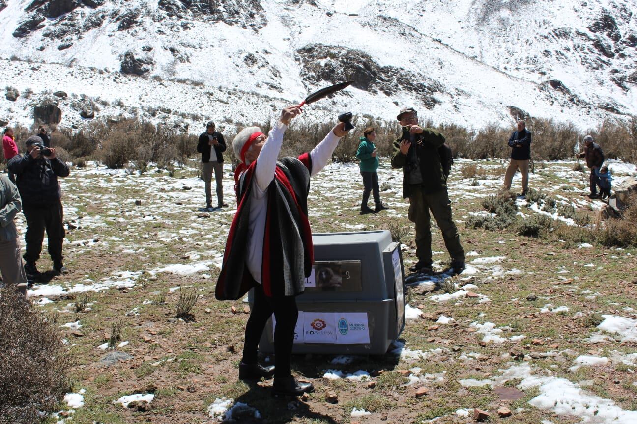 Emotivo video: el momento en que un cóndor cae en la cuenta de que es libre y vuela hacia la cordillera mendocina. Foto: Gentileza Martín García - Guardaparque Departamento de Fauna Silvestre