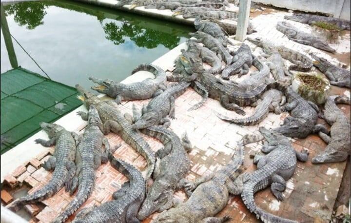 En Siem Reap hay cientos de granjas de cocodrilos. Foto: Clarín.