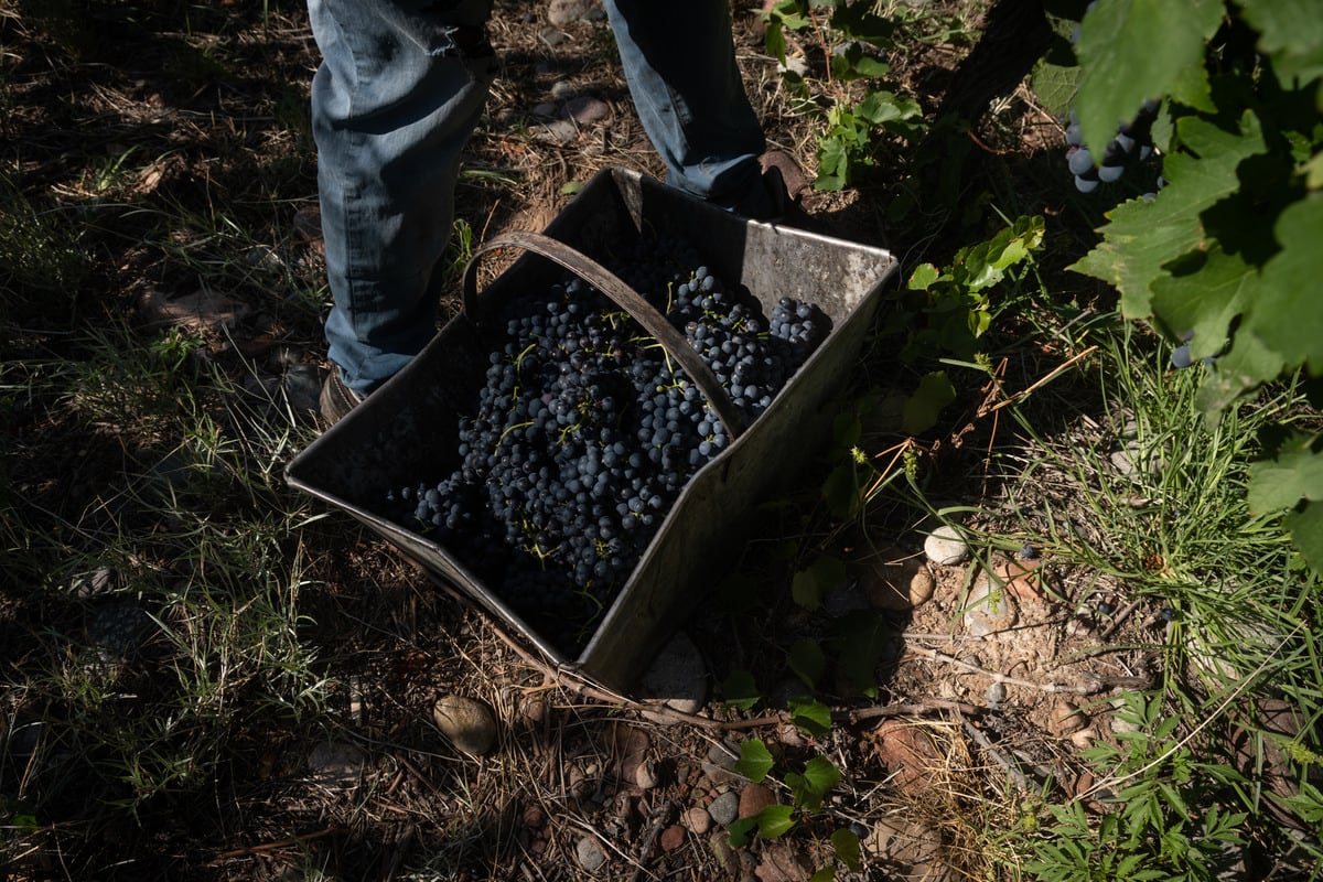 Vendimia 2022
Cosecha varietal Syrah en Finca del Inca, Barrancas, Maipú

Foto: Ignacio Blanco / Los Andes