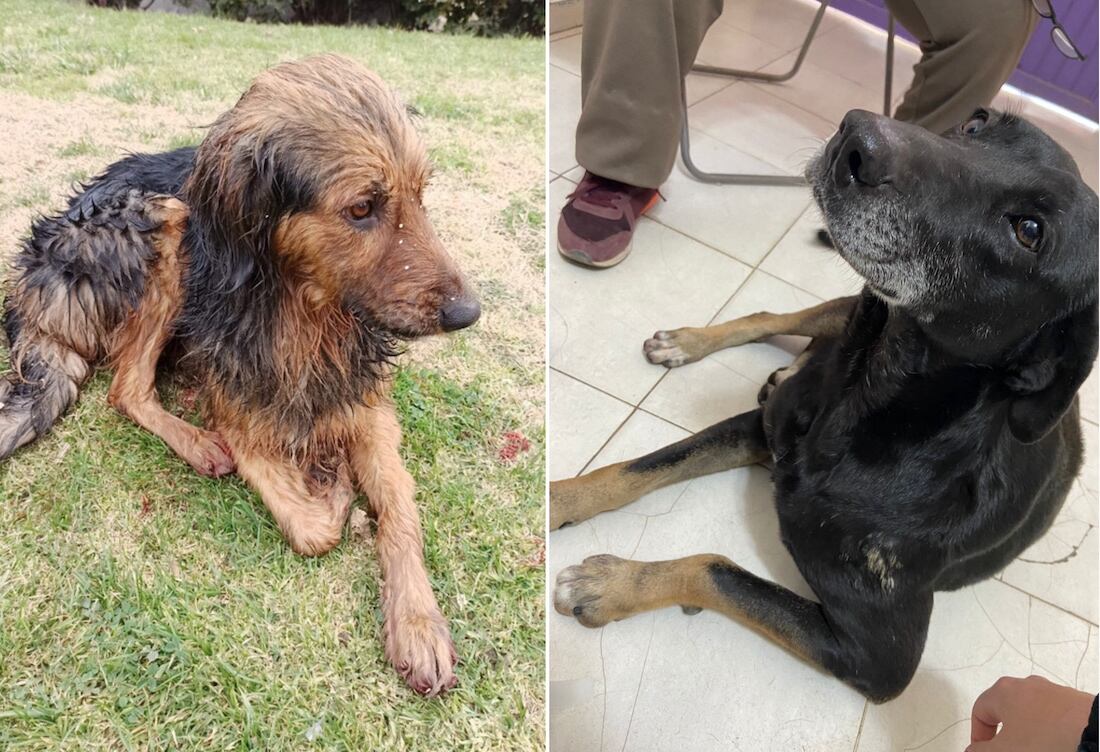 Al menos tres canes fueron víctimas de un presunto psicópata, que les arrancó las uñas.