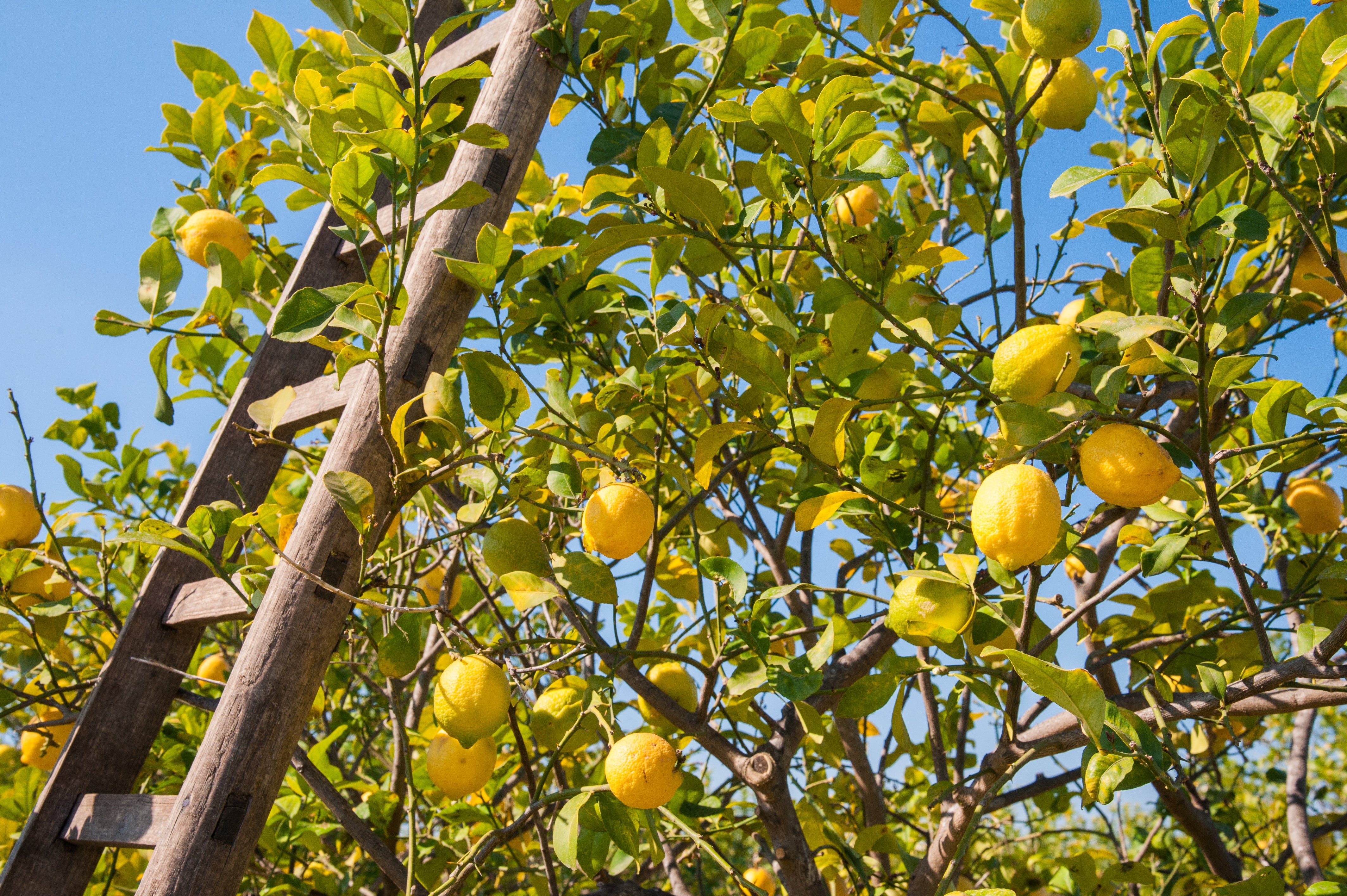 Si queremos trasplantar un limonero de cuatro estaciones, lo mejor es hacerlo a finales de marzo, o bien en agosto, sacando un pan de tierra lo más grande posible para cortar la menor cantidad de raíces.