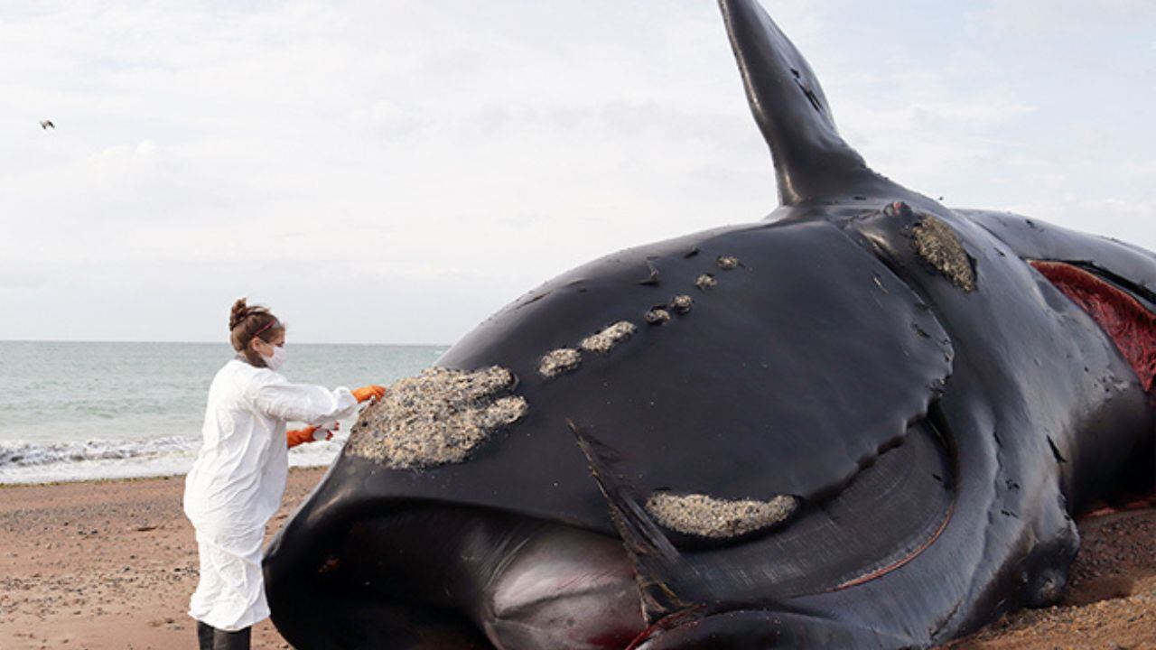 Ya son 30 las ballenas muertas en el Golfo Nuevo. / Foto: Instituto de Conservación de Ballenas