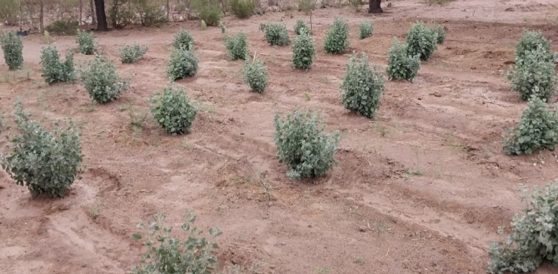 La Estación Experimental de Junín (Mendoza), publicó en 2002 un trabajo sobre la gestión de este alimento para el ganado caprino. 