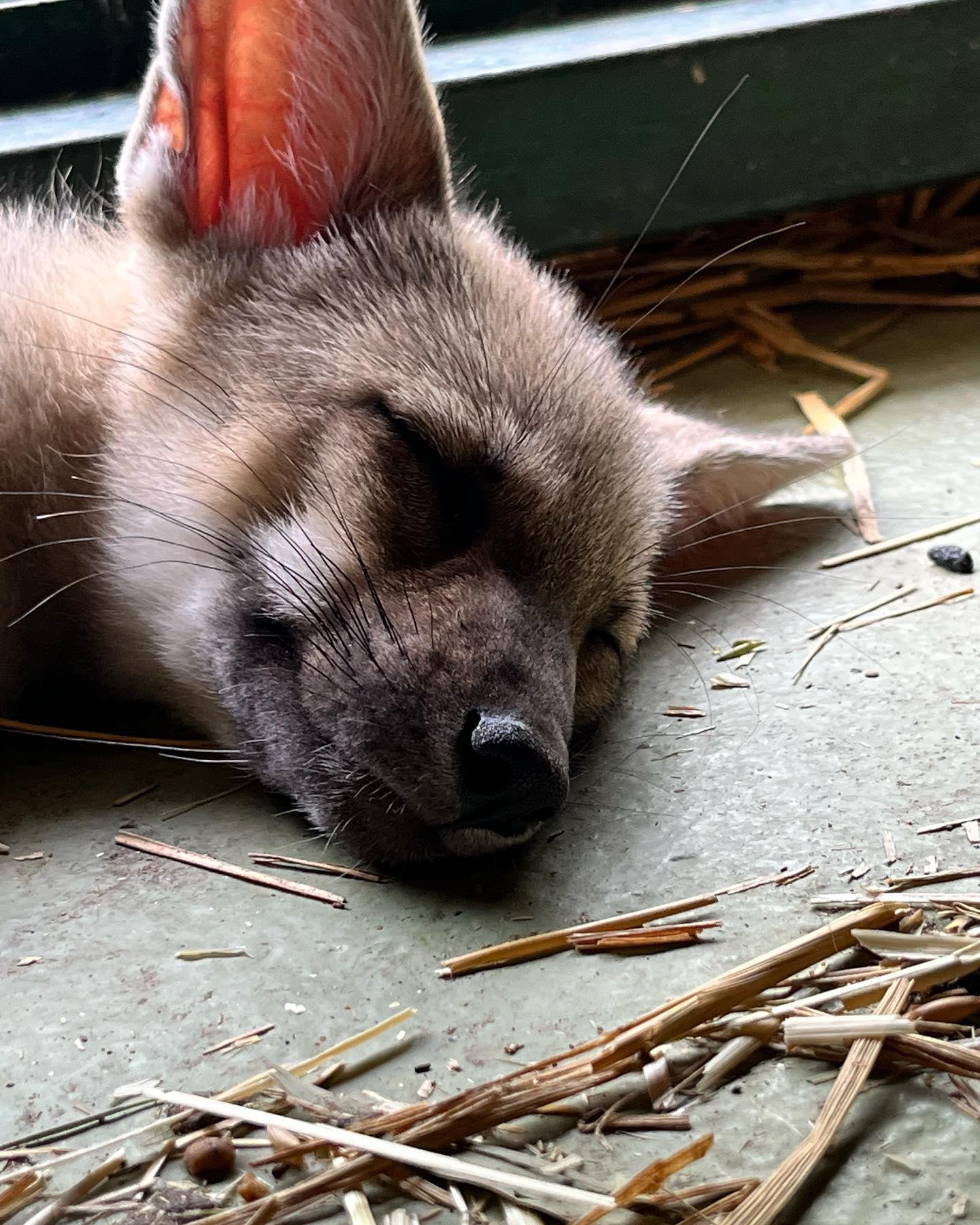 Zorros grises rescatados en Temaikèn - Foto Fundación Temaikèn