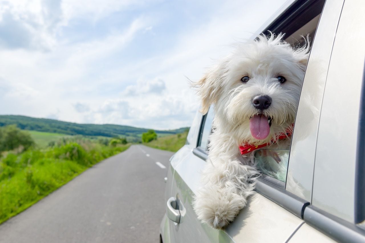 Vacaciones y mascotas: qué trámites se necesitan y cuánto cuestan para viajar a Chile con perros o gatos. Foto: Imagen ilustrativa.