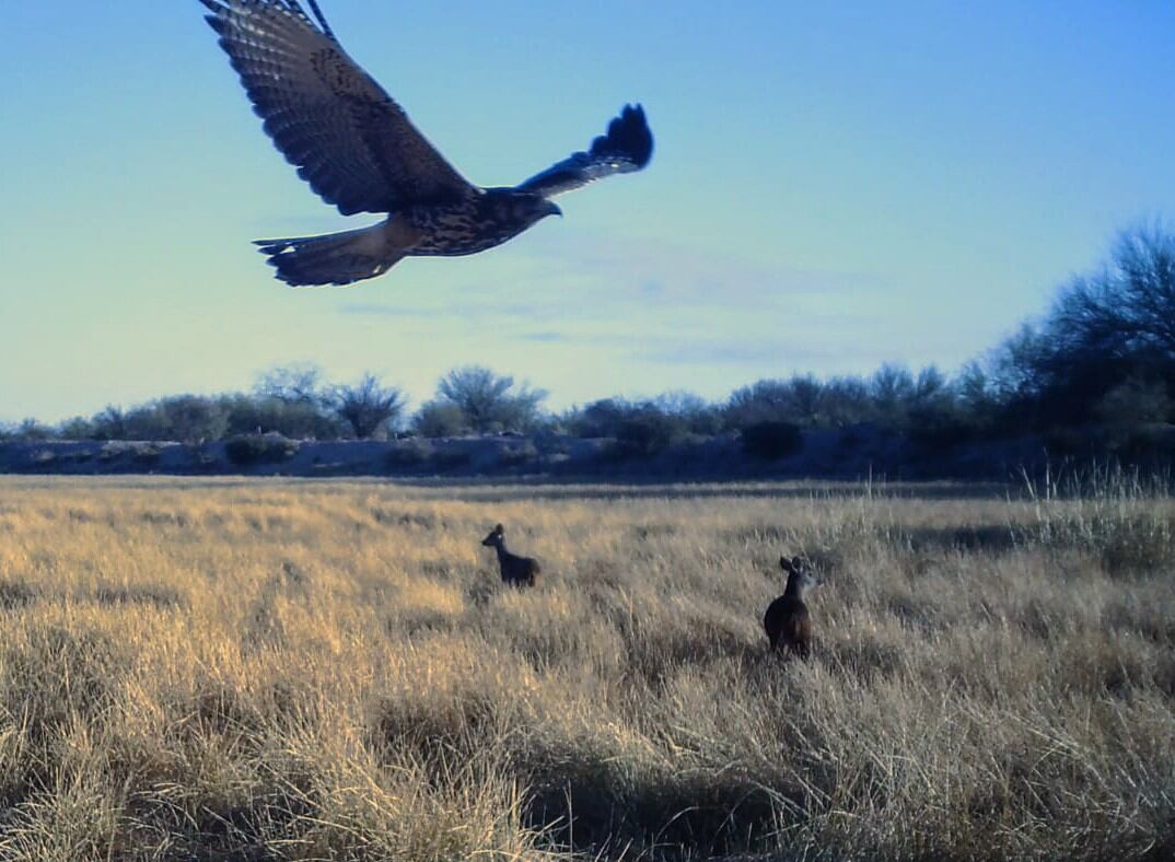 Qué se sabe de la especie de ciervo avistada por primera vez en Mendoza: podría haber 5 ejemplares. Foto: Gobierno de Mendoza