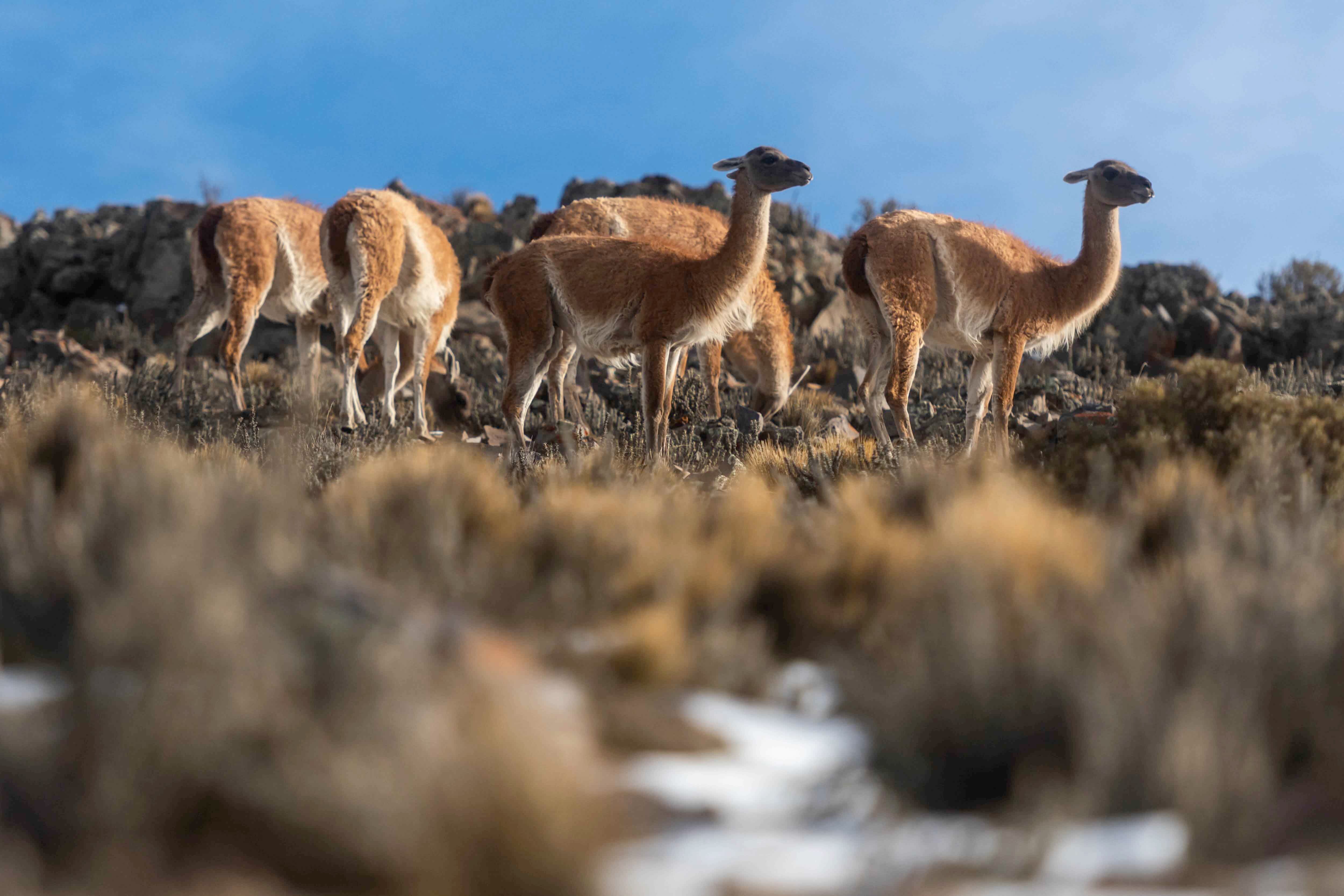 Mendoza 10 de junio de 2020 Sociedad, Reserva Natural Villavicencio
El cuerpo de Guardaparques de la Reserva Natural Villavicencio realiza un atrabajo de conservacion y prevencion de la caceria ilegal. Gracias a este trabajo se comenzo a recuperar la poblacion de las destintas especies que habitan la montana mendocina.    
Guanacos 
Foto: Ignacio Blanco / Los Andes
guanaco montana