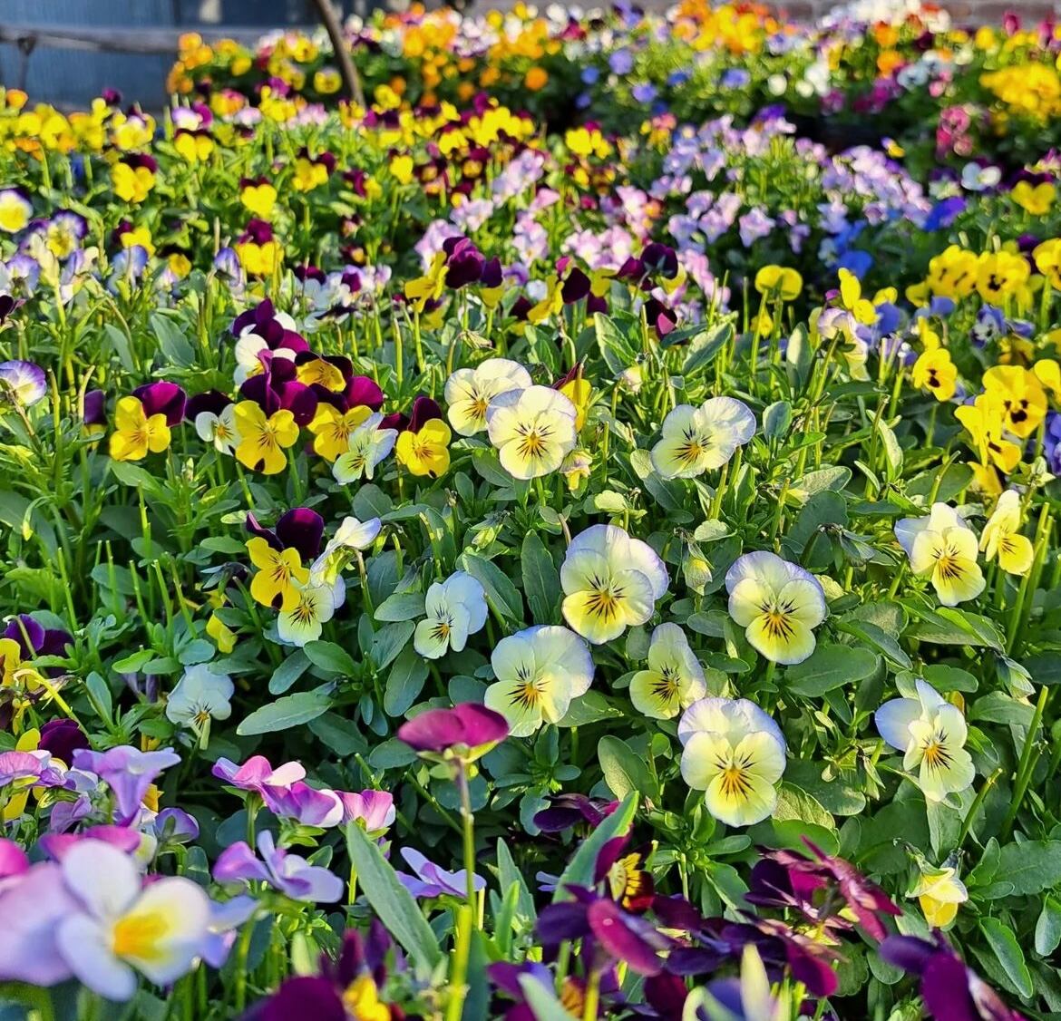 Podríamos decir entonces que el amanecer, el comienzo del día, sería un momento Sattvico donde hay mayor silencio y armonía. Y bien, podríamos vincularla a la primavera, donde hay crecimiento y belleza.