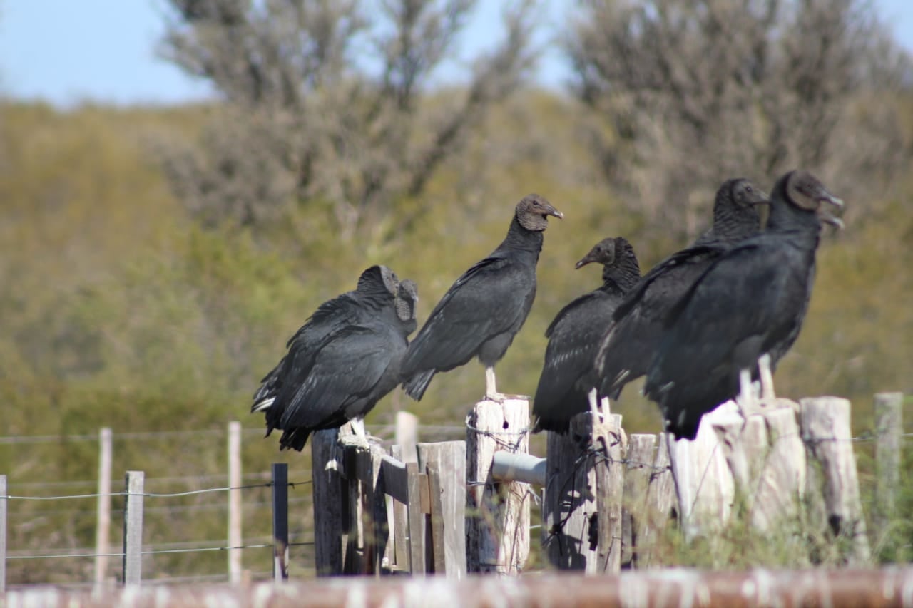 Emotivas fotos: bajó la muerte de aves y otros animales en el campo y gracias a esta simple y útil herramienta. Foto: Gentileza Departamento de Fauna Silvestre Mendoza