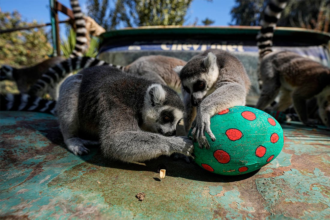 Lemures de cola anillada, sentados sobre el capó de una camioneta mientras uno saca un maní de un huevo de Pascua, en el Zoo Buin de Santiago, Chile, el 17 de abril de 2021. Los cuidadores del centro repartieron huevos de Pascua, decorados con pintura no tóxica y rellenos de premios, a los animales. (AP Foto/Esteban Félix)