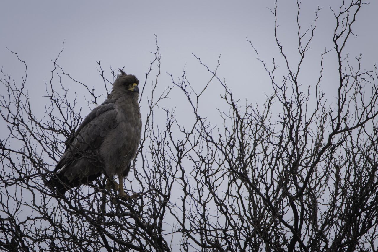 Fotos y video: Estaban de vacaciones en Mendoza y se toparon con una especie en peligro de extinción. Foto: Gentileza: Carlos Servín