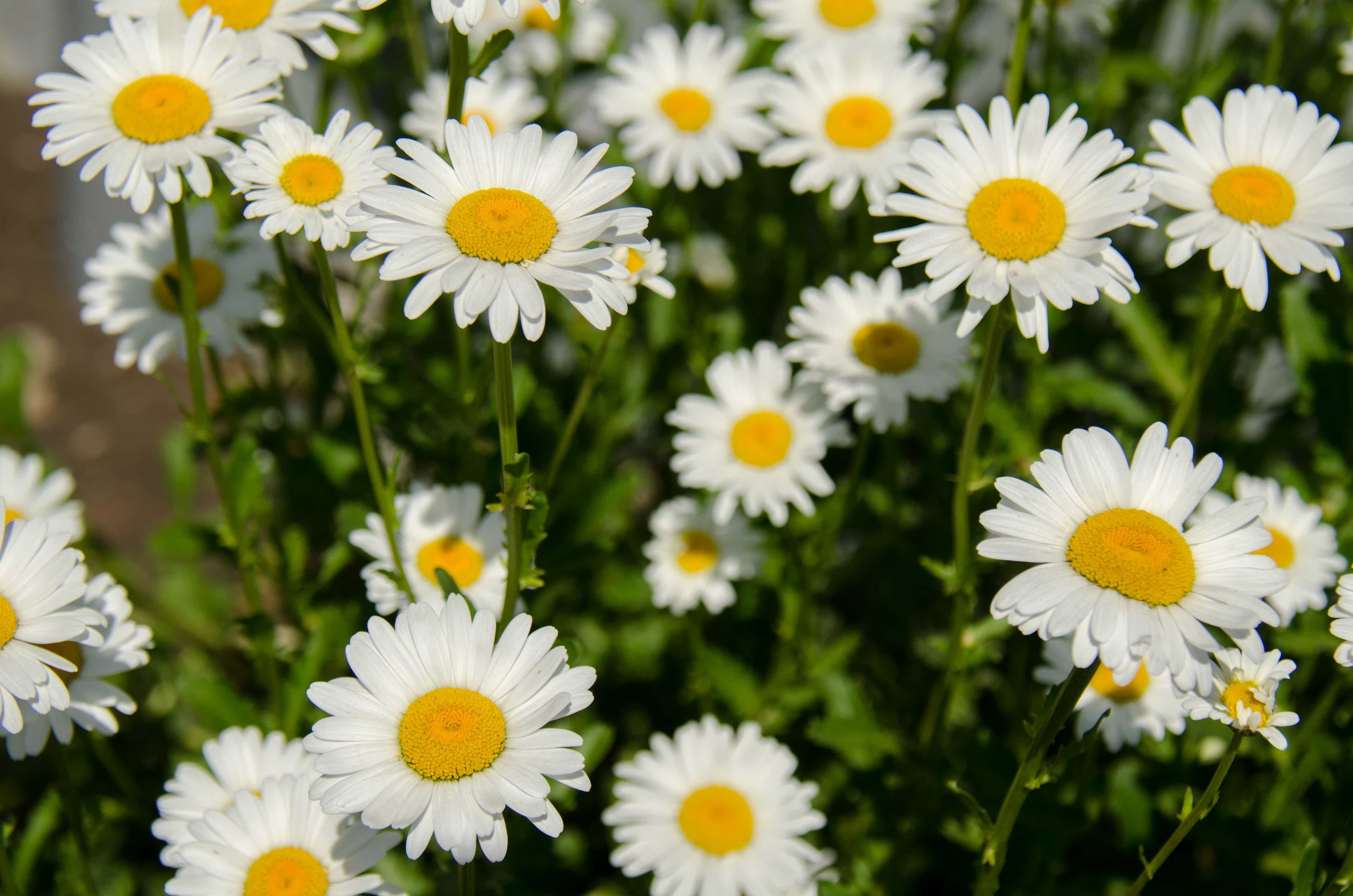 Las margaritas son flores que le dan color al otoño en tus macetas.