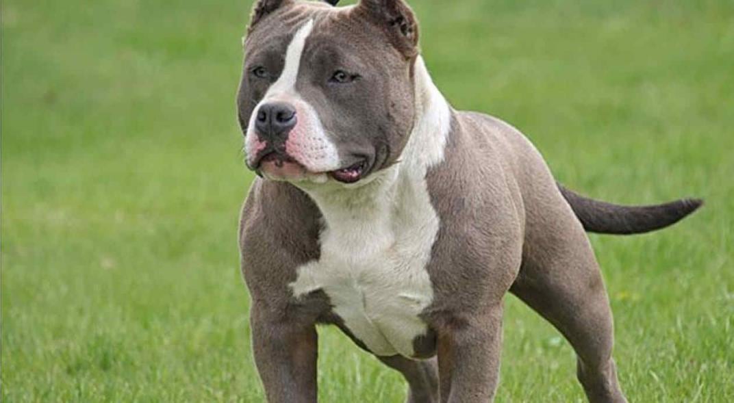 Pit Bull