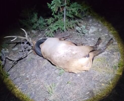 Un alce fue rescatado luego de que un neumático se le atascara en el cuello.