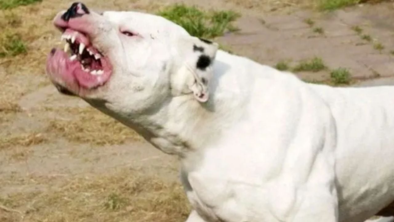 Perro Dogo Argentino.