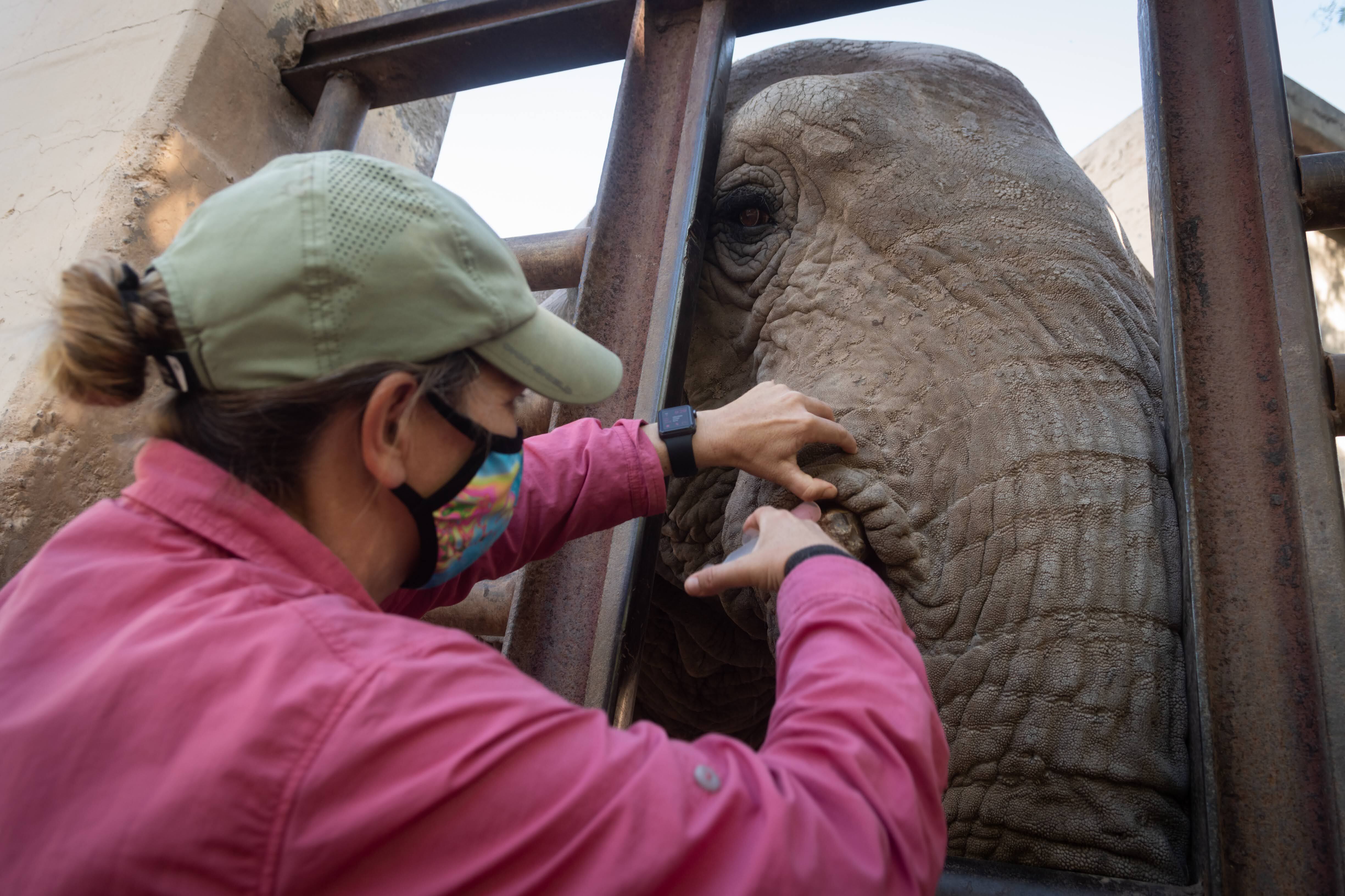 Llego el día y comenzó el entrenamiento de los elefantes del Ecoparque para su traslado al santuario de Brasil donde tendrá más espacio y la compañía de otros elefantes 
Entrenadora Karissa Reinbold dando de