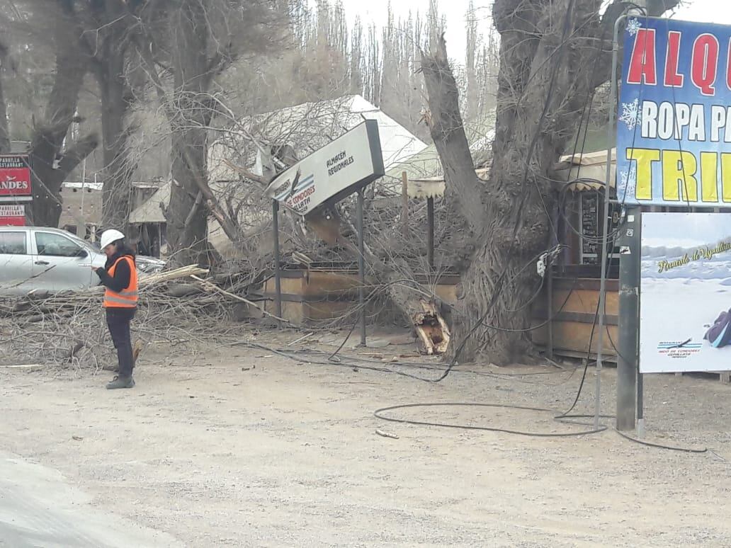 Imágenes del destrozo que dejó la caida del árbol.