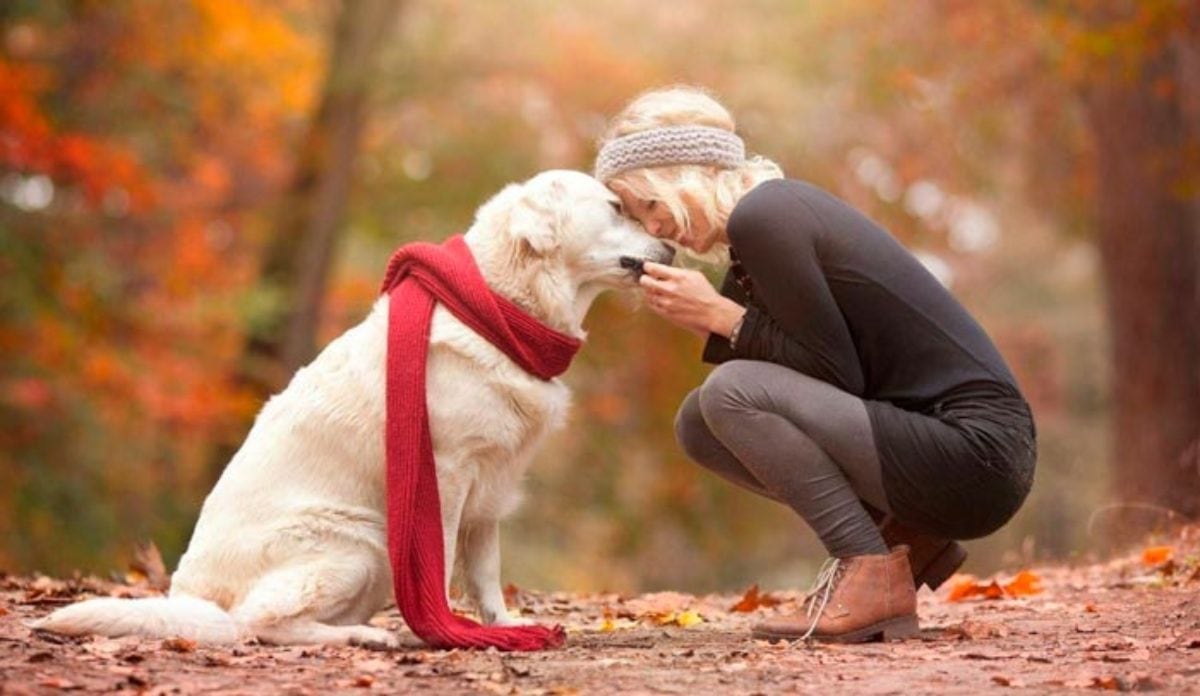 Los perros ancianos suelen ser muy dependientes de sus dueños