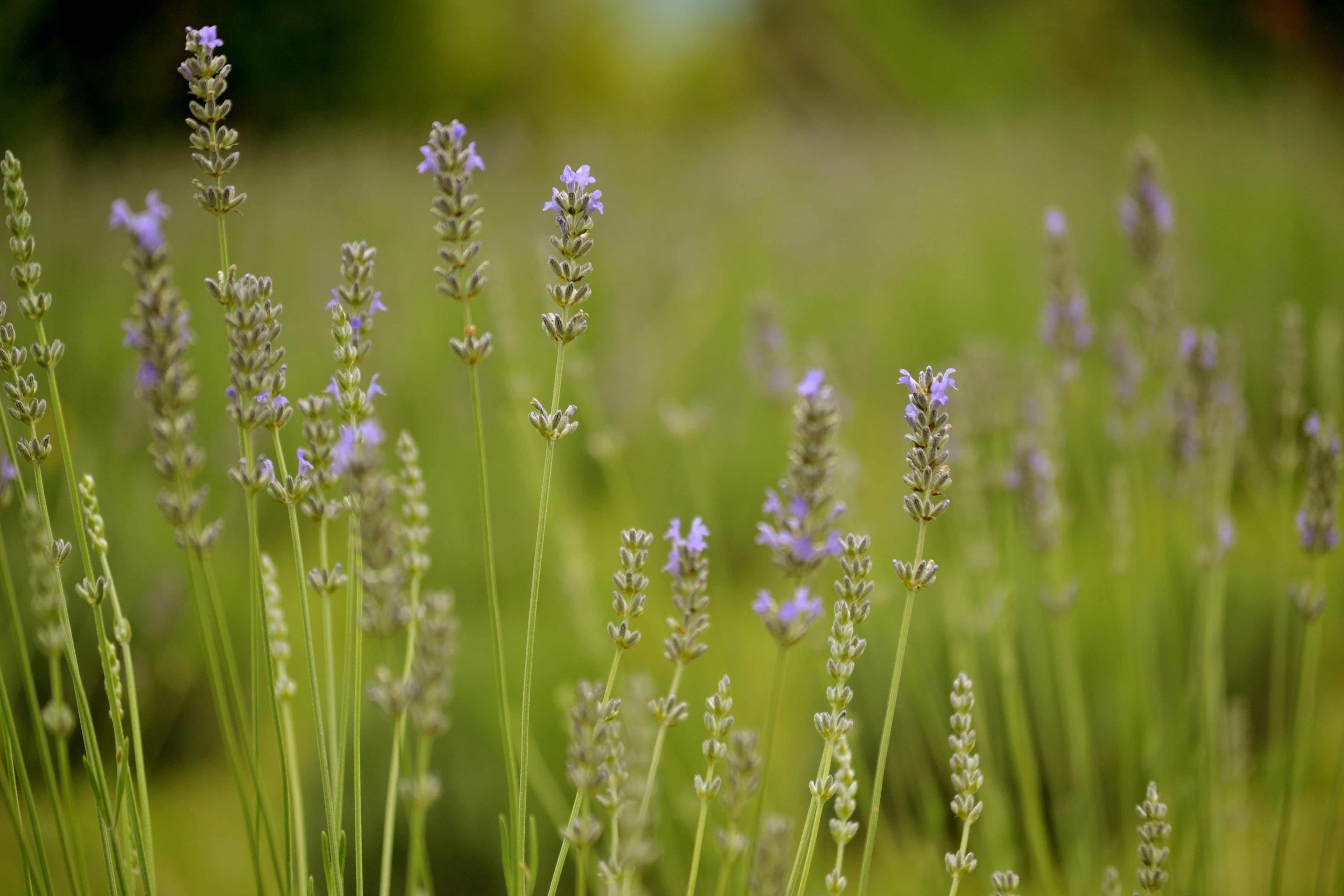 La lavanda que utilizan para elaborar productos no es la común, ya que esa especie posee un gran porcentaje de alcanfor, lo que impide que sea consumida por el humano. (Gentileza: Islavanda)