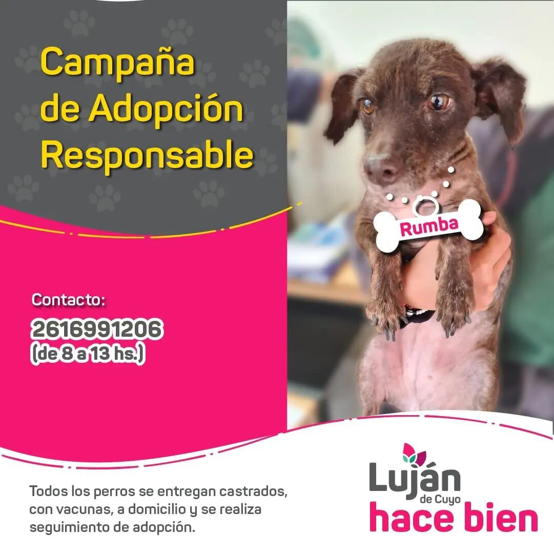 La original campaña en redes con que Luján busca dar en adopción a 9 perritos rescatados de situaciones traumáticas. Foto: Facebook Municipalidad Luján de Cuyo