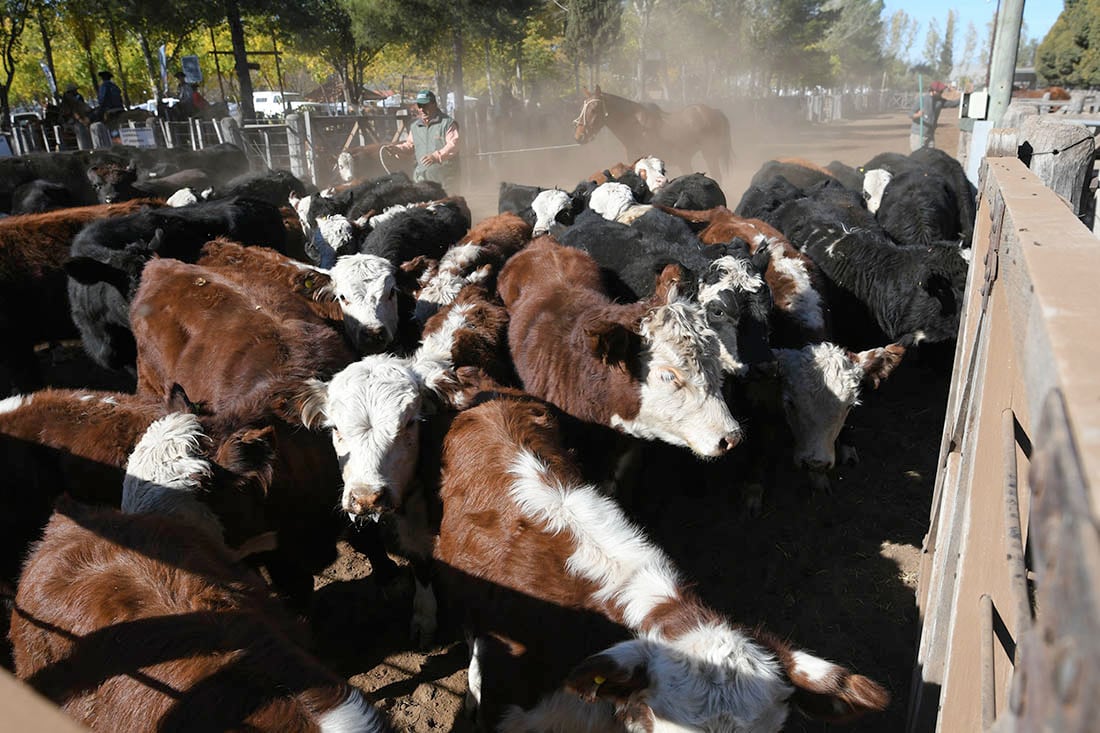 Foto: Ignacio Blanco / Los Andes 