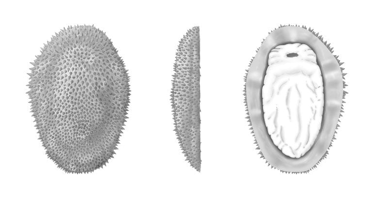 Reconstrucción artística de la Shishania aculeata tal como habría sido en vida, vista desde arriba, desde un costado y desde abajo (de izquierda a derecha). Crédito: M. Cawthorne