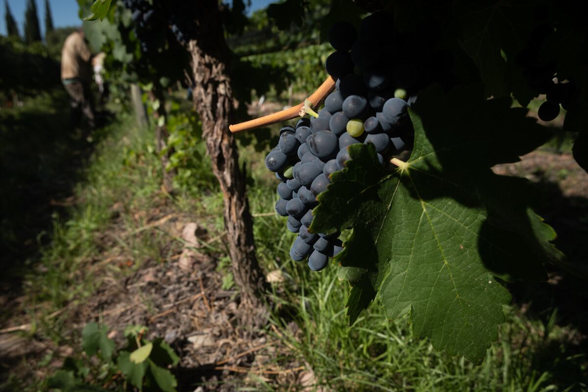 Syrah en plena cosecha del 2022. - Ignacio Blanco / Los Andes