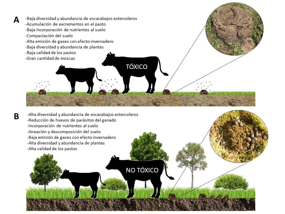 Efectos del uso de antiparasitarios. 
A) Efectos del uso de antiparasitarios tóxicos (ivermectina, moxirectina, eprionomectina, doramectina) sobre la diversidad de escarabajos estercoleros, y el suelo.
B) Efectos positivos del uso de antiparasitarios no tóxicos (timol, carvacrol, cinamaldehído) sobre los escarabajos estercoleros y el suelo.