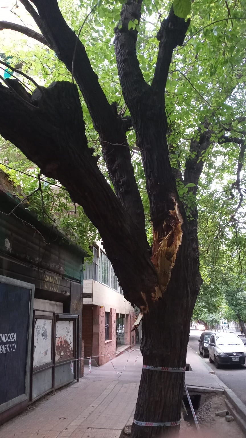 La Ciudad desplegó un operativo integral tras el intenso viento de este lunes. Foto: Prensa Ciudad de Mendoza