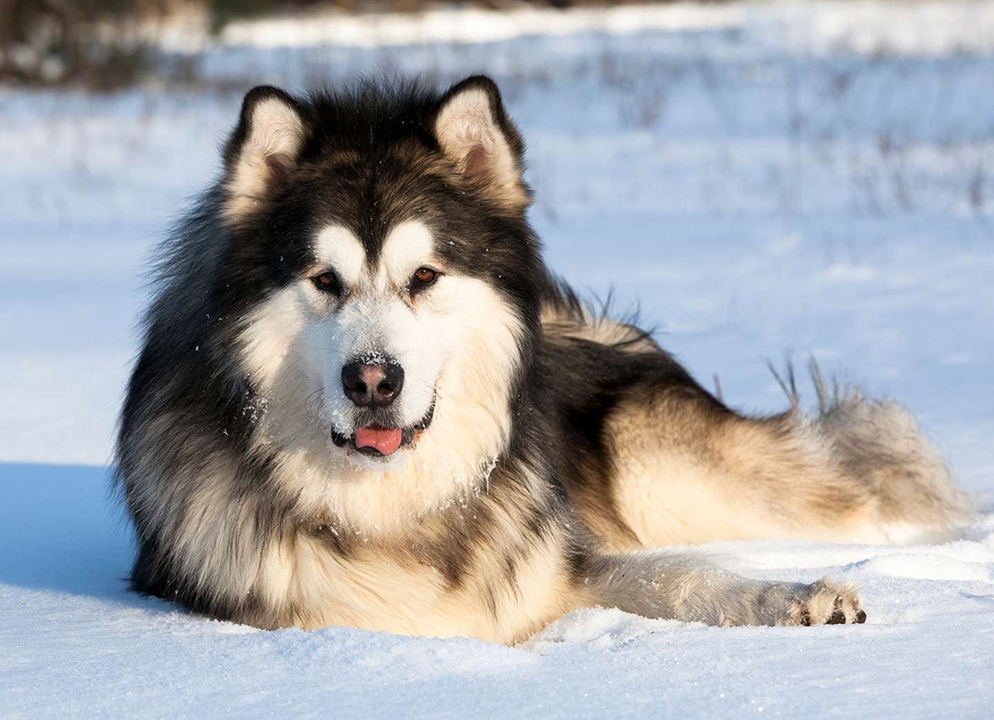 Los Malamute de Alaska son perros de abundante y espeso pelaje, famosos por su resistencia.