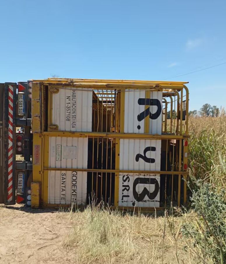 Volcó un camión con 75 animales y los vecinos faenaron toda la hacienda. Captura: X