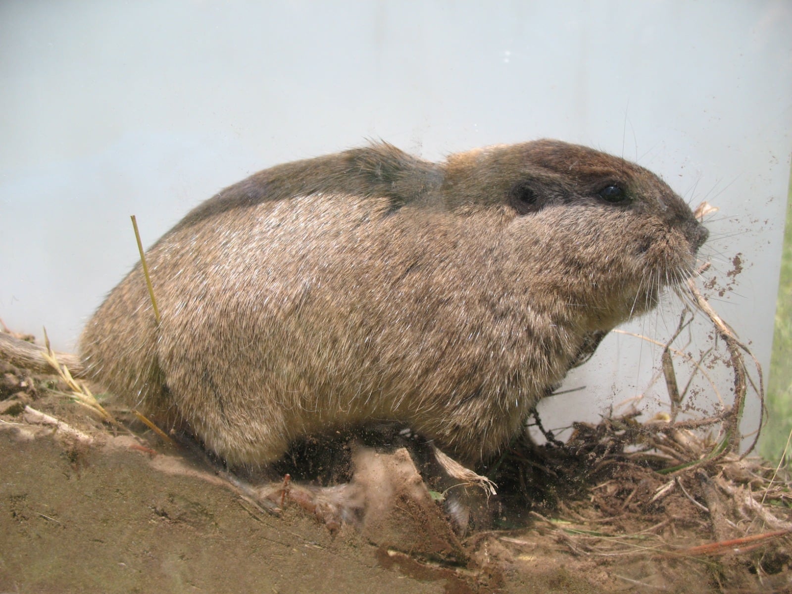 Ctenomys Verzi (tuco-tuco de Verzi). Localidad Valle de las Leñas, Mendoza, Argentina. Foto: Gentileza