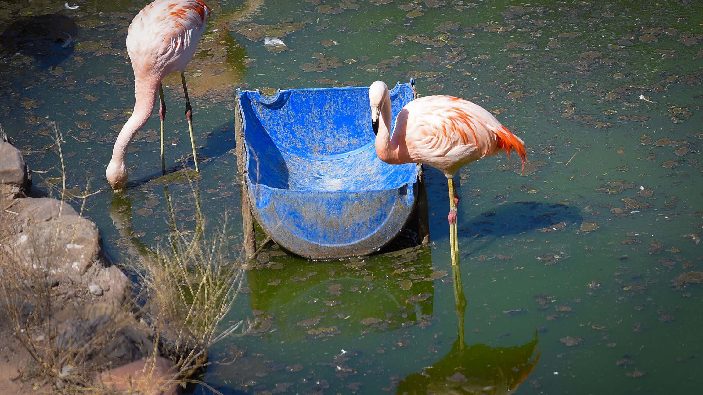 Ecoparque de Mendoza
Mientras se esperan las obras en el actual Ecoparque algunos animales continuan en el ex zoo de Mendoza  Foto: Claudio Gutiérrez 
