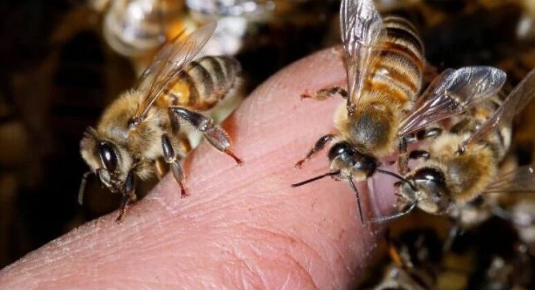 Tragedia en Bernardo de Irigoyen: un hombre falleció tras ser picado por abejas. Imagen ilustrativa.