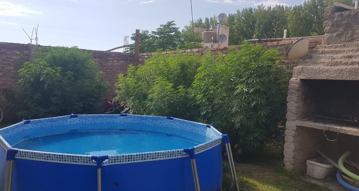 Algunas de las plantas de marihuana halladas en Luján. Foto: Prensa Ministerio de Seguridad