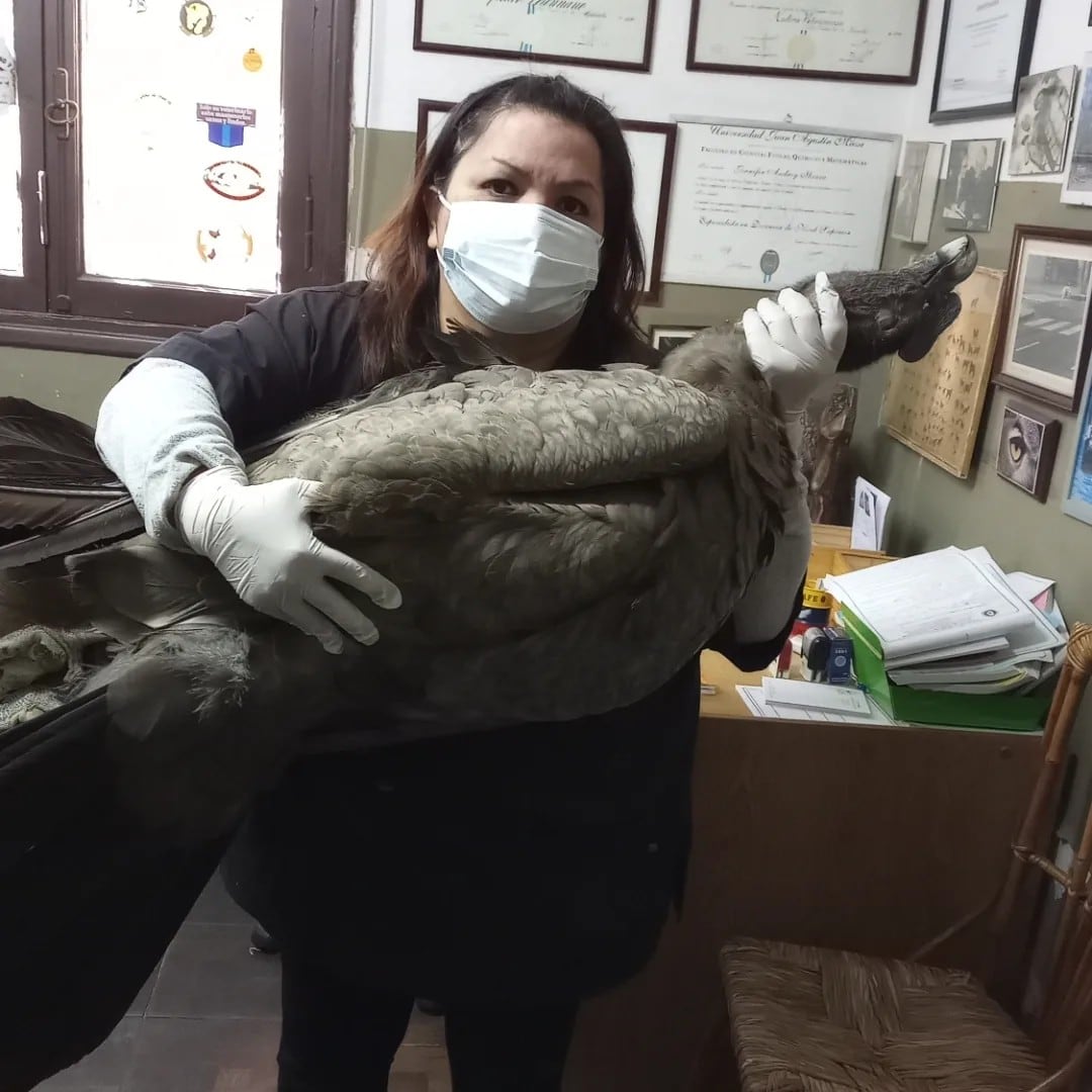 El cóndor rescatado en San Rafael no podrá volver a volar: qué será de su vida. Foto: Gentileza Fundación Cullunche