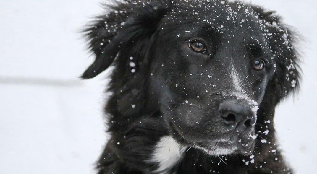 Border collie. Imagen ilustrativa. (PIxabay.com)