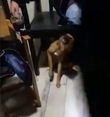 Un grupo de jóvenes drogó a una perrita y grabaron su reacción.