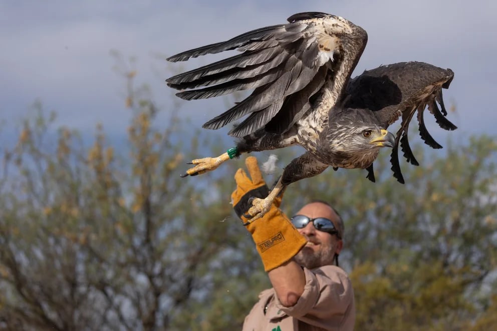 La majestuosa águila coronada liberada en Mendoza se llama Rainbow Warrior. Su especie está en peligro de extinción.