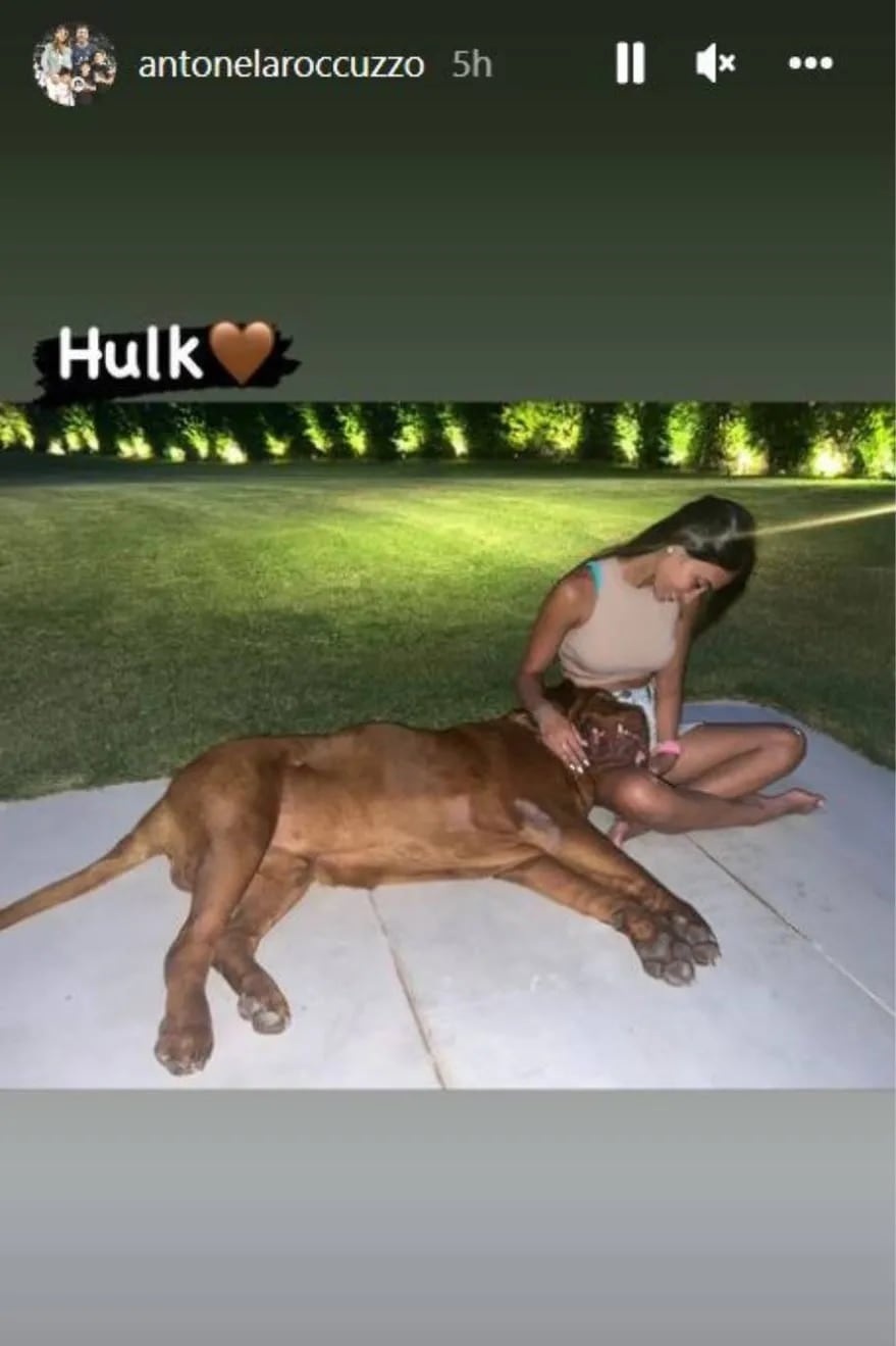 Una de las historias subidas a la red social de Antonela junto a su increíble mascota. Foto: Instagram/@antonelaroccuzzo